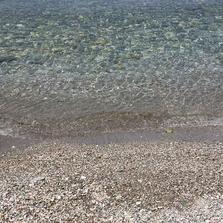 Platanofylla &